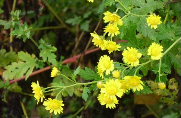 野菊花