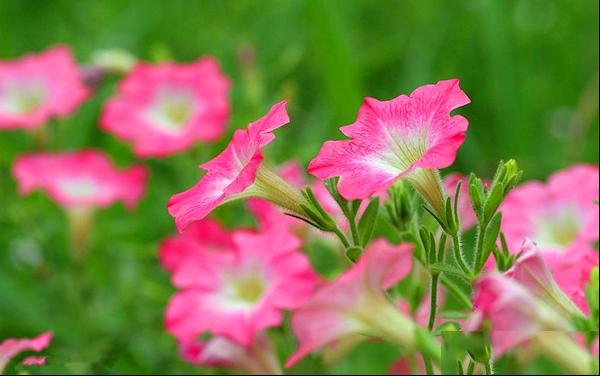 粉色牵牛花