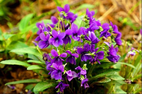 紫花地丁