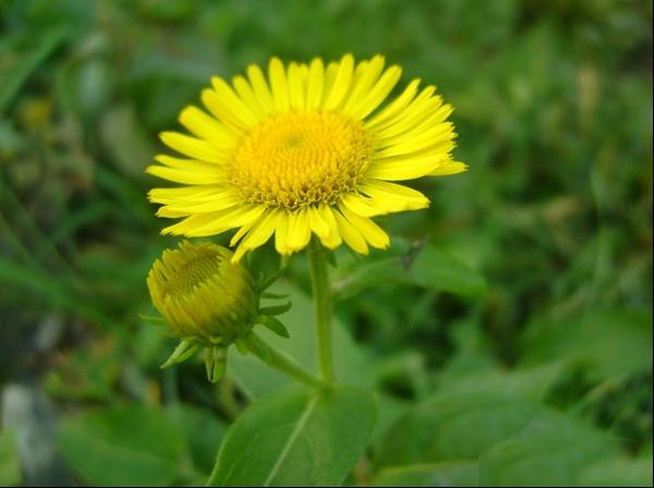 六月菊