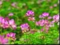 紫云英(翘摇、红花草、草子)的的花语和象征代表意义：幸福