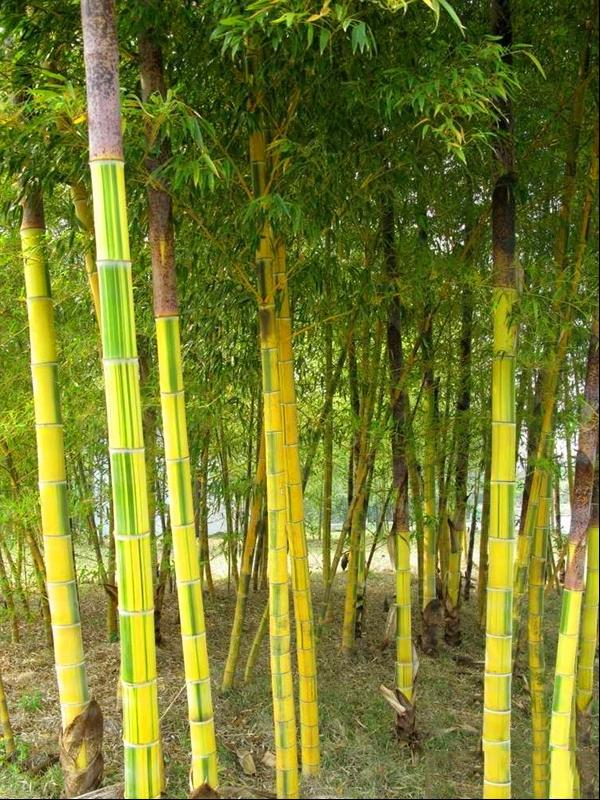 金镶玉竹