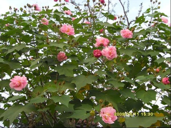 芙蓉树