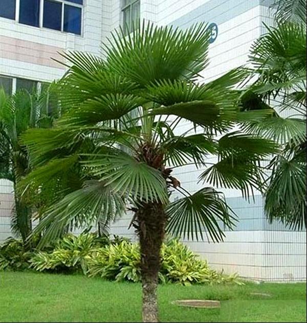 棕榈