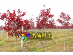 紫叶红栌,河南名品彩叶紫叶红栌图1