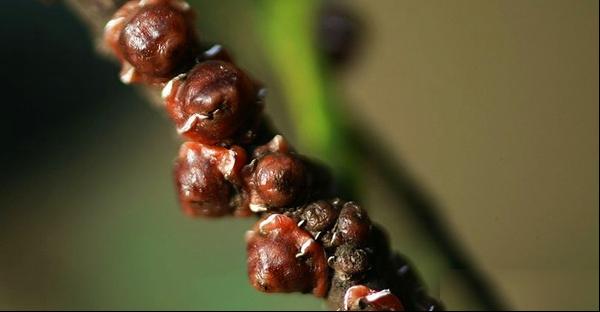 红蜡蚧病害防治技术