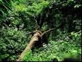 野外遇险能够救命的六种植物