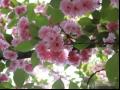 樱花细菌性根癌病防治