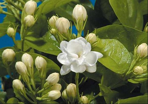 茉莉花