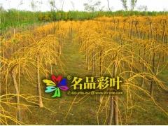 金枝龙爪槐,垂槐,槐,河南苗木,工程用苗图1