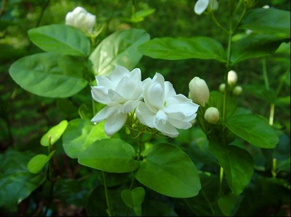 茉莉花图片