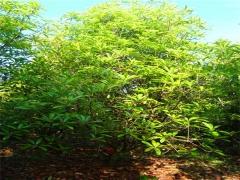 供应中华石楠,本石楠,老式石楠,安徽肥西中华石楠图3