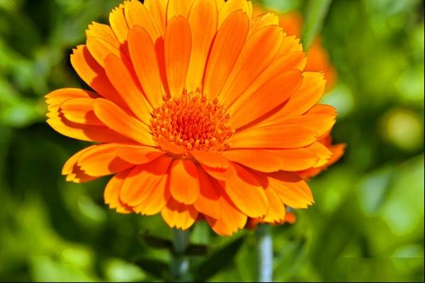 金盏菊、盏盏菊、黄金盏、长生菊、醒酒花、常春花、金盏等