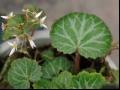虎耳草