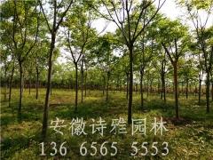 安徽肥西栾树基地,肥西栾树产地2-15公分栾树对外出售图2