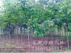安徽肥西栾树基地,肥西栾树产地2-15公分栾树对外出售图3
