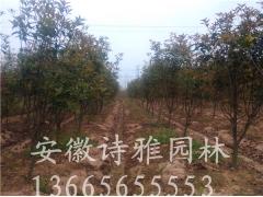 安徽肥西桂花价格,桂花产地,2-15公分桂花报价图2