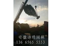 安徽肥西桂花价格,桂花产地,2-15公分桂花报价图3