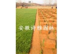 安徽肥西草坪专供,马尼拉,百慕大图2