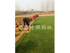 安徽肥西草坪专供,马尼拉,百慕大图3