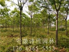 安徽肥西栾树种植基地大量出售2-15公分黄山栾树图2