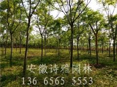 安徽肥西栾树种植基地大量出售2-15公分黄山栾树图3