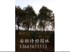 安徽合肥大叶女贞种植基地,2-15公分大叶女贞价格图2