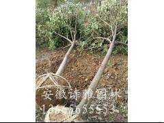 安徽合肥大叶女贞种植基地,2-15公分大叶女贞价格图3