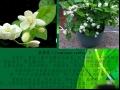 茉莉花
