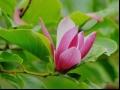 紫玉兰
