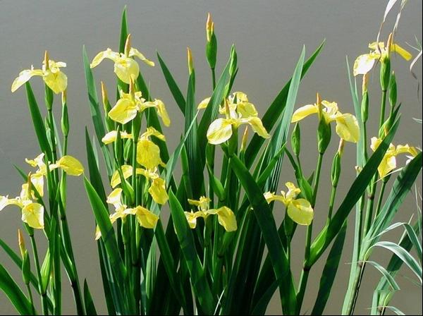 黄花鸢尾图片