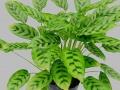 花叶竹芋养护方法