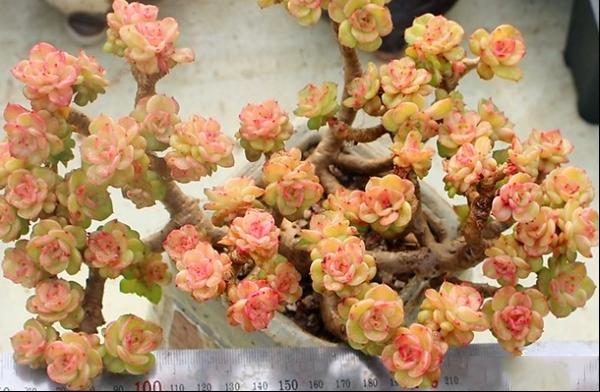 蜡牡丹老桩图片