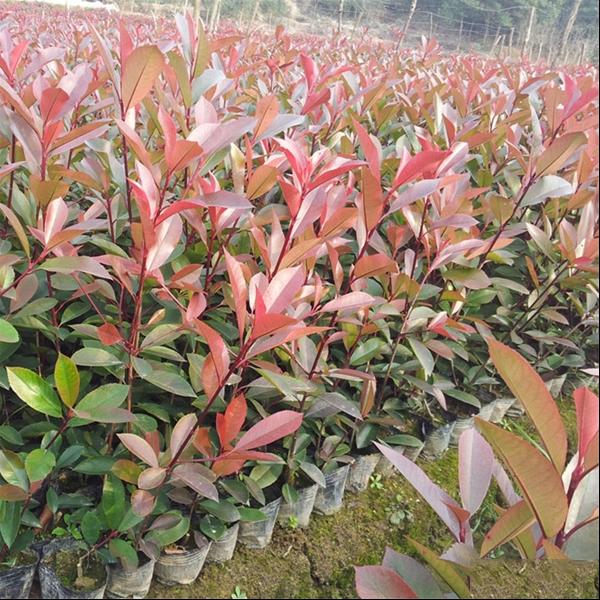 红叶石楠栽培管理技术以及相关病害防治