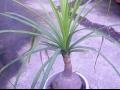 花草酒瓶兰栽培繁殖方法