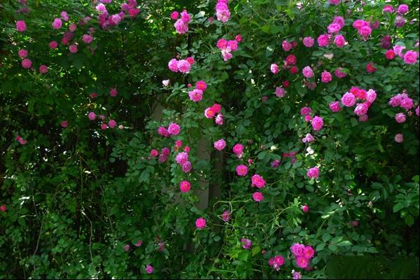 蔷薇花