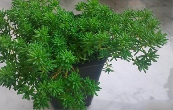 薄雪万年草的养殖方法和注意事项