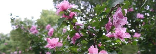木槿花图片