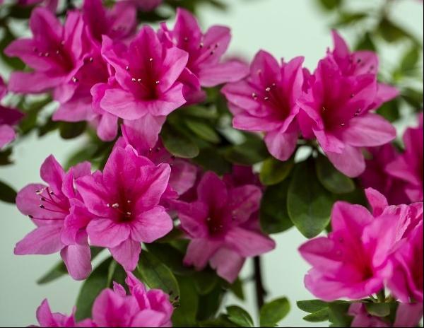 杜鹃花图片