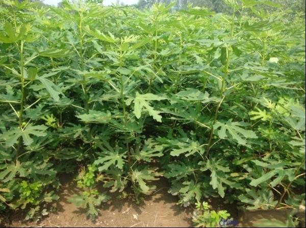 无花果树小苗图片