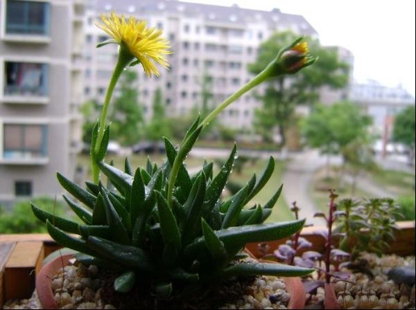 黄花照波图片