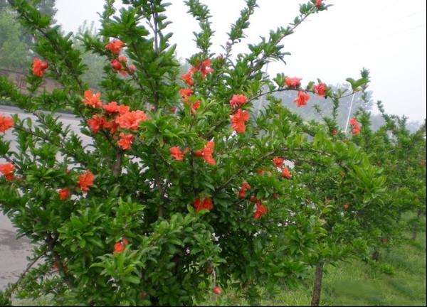 花石榴的种植方法图片