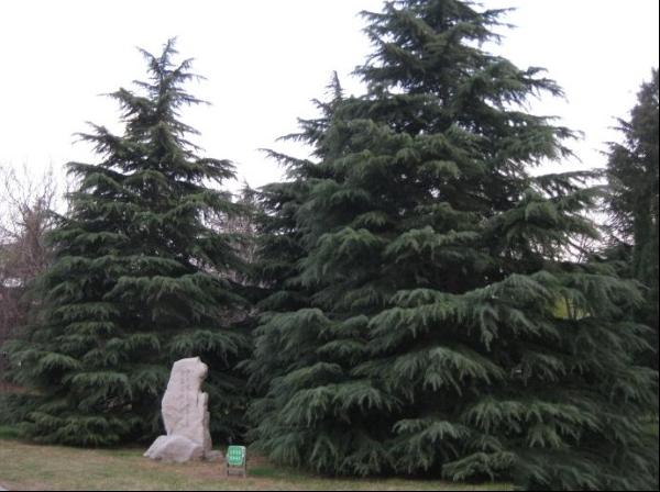盐碱地区雪松的种植养护管理 图片