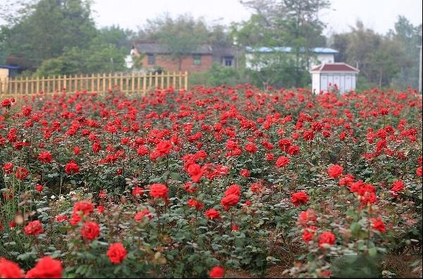 月季花栽培技术及病害防治技术图片