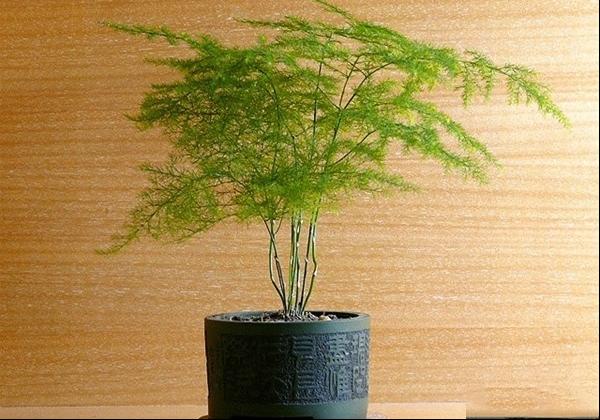 如何养殖好介绍文竹相关要点介绍图片