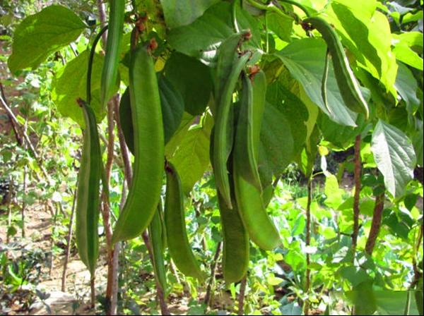 红刀豆 魔豆 巴西豆 种植方法图片