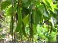 红刀豆 魔豆 巴西豆 种植方法