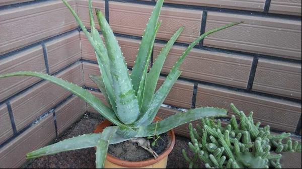 室内养殖芦荟的正确浇水方法图片