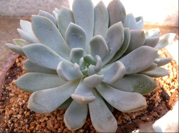 石莲花图片