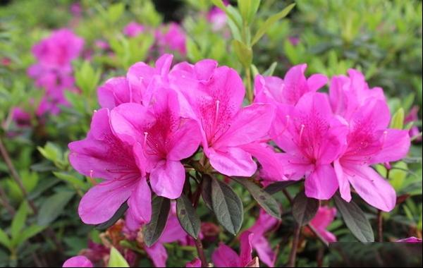 杜鹃花图片杜鹃花